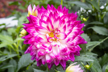 Purple White Dahlia Flower in Garden on Center Frame. Natural Dahlia Flower or Dahlia bouquet with green leaves background