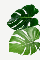 Naklejka na ściany i meble Monstera delicosa plant leaf on a white background