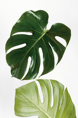 Fototapeta na wymiar Monstera delicosa plant leaf on an off white background