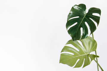 Fototapeta na wymiar Monstera delicosa plant leaf on an off white background