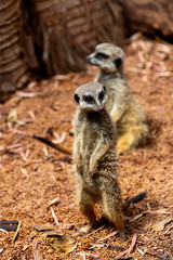 Meerkat standing on guard