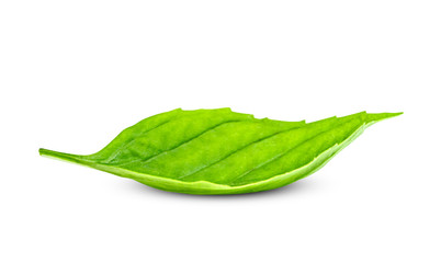 Fototapeta na wymiar leaf fresh basil isolated on white background ,Green leaves pattern
