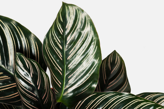 Calathea Ornata leaves patterned background