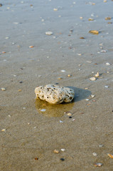 Stone On The Sand Beach and Sea Water for Natural Background.