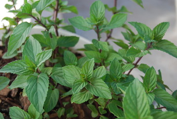 Green Mint Leaves, Herb Plant