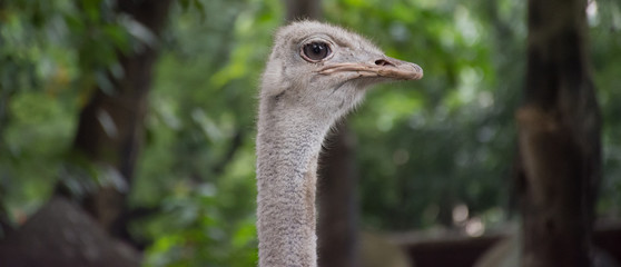 Ostrich Head Close Up