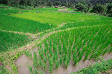 The green rice tree is growing In rice fields