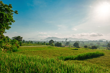 Green rice terraces against the backdrop of the Agung volcano on the island of Bali. Morning Balinese landscape. Morning rice field and volcano in a haze.