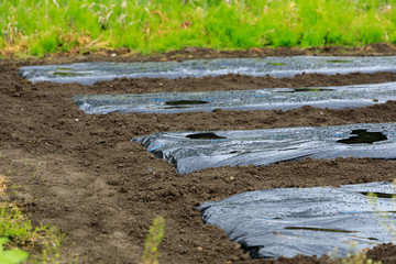 畑　マルチシート