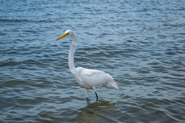Obraz premium great white heron