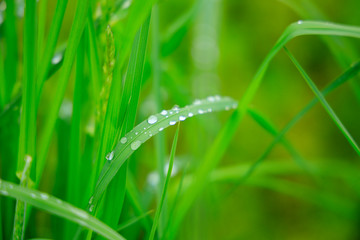 草原　雨の水滴　クローズアップ