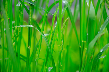 草原　雨の水滴　クローズアップ