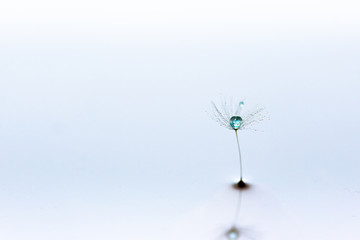 宝石のような水滴を蓄えたたんぽぽの綿毛