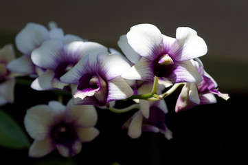 purple orchid on black isolated