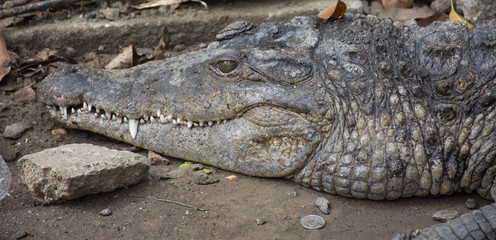 Crocodile Head Up-close Profile 