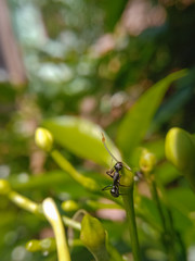 Ant on a leaf. 