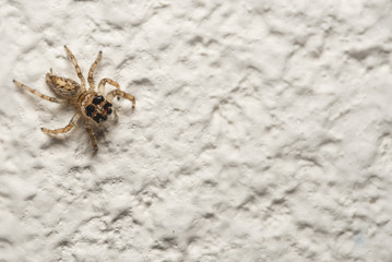 Macro Close up of a little spider 