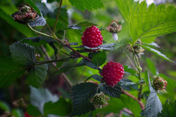 Raspberries in rainforest of British Columbia. Concept of free life. Soft focus.