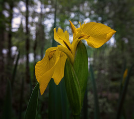 Yellow iris blooming in rainforest of British Columbia. Selective focus.