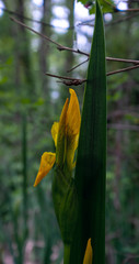 Yellow iris blooming in rainforest of British Columbia. Selective focus.