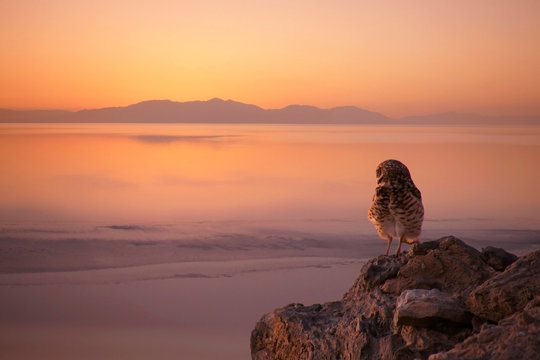 Burrowing Owl Enjoys The Sunset At The Salton Sea, California.