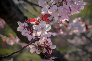 Pink fruit tree flowers on a branch backlit by the sun