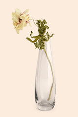 Dried pink anemone flower in a glass vase