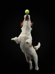 the dog catches the ball. Active Jack Russell Terrier is jumping. Pet on a black background - obrazy, fototapety, plakaty