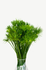 Papyrus green leaves in a vase