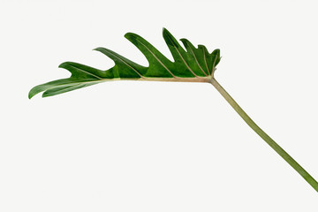 Fototapeta premium Closeup to fresh green Philodendron Xanadu leaf