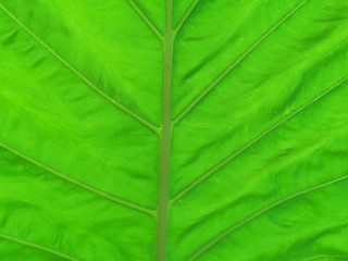 Full frame elephant ear leaf is very beautiful background.