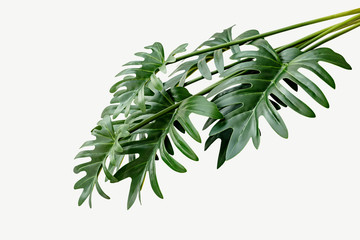 Closeup to fresh green Philodendron Xanadu leaves