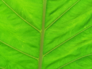 Full frame elephant ear leaf is very beautiful background.