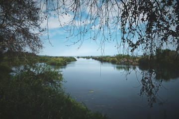 Picture of river and tree and vines for wallpaper