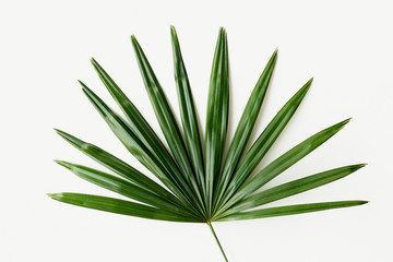 Fresh green palm leaf background