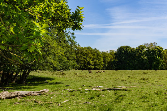 Hirsche im Tiergarten im Schlosspark Putbus, Insel Rügen