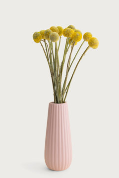 Dried Craspedia flower in a pink vase on an off white background