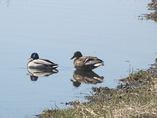 ducks swim in a pond in the city limits