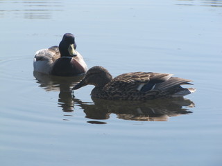 ducks swim in a pond in the city limits