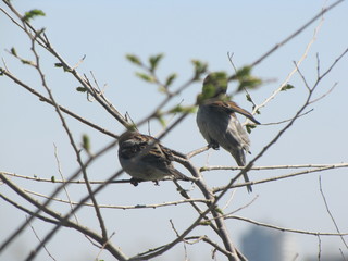 
sparrows are sitting on a branch against a clear sky