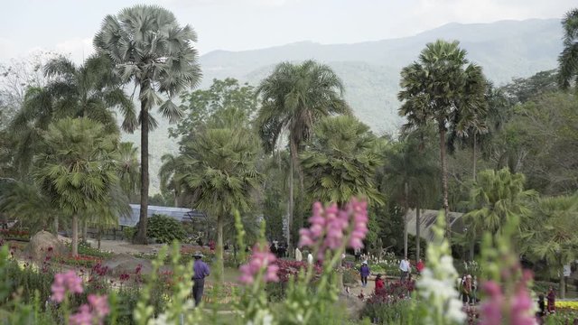 Panning shot of people exploring park with flowering plants against mountains - Chiang Rai, Thailand