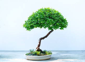 Old bonsai tree with unique shapes isolated in a pot plant create beautiful art in nature. All to say in life must be strong rise, patience overcome all challenges to live good and useful to society