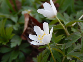 Fototapeta premium white magnolia flower