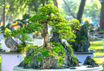 Fototapeta na wymiar Bonsai and Penjing miniature in a tray in the shape of the stem is shaped create beautiful art in nature.