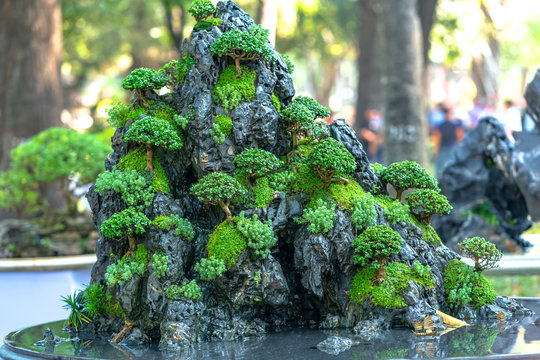 pachira bonsai Pachira Macrocarpa 'Money Tree Bonsai' 10 cm pot  Plantsden