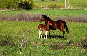 Fototapeta premium beautiful slender brown mare walks on the green grass in the field, along with small cheerful foal. Horses graze in a green meadow on asunny day.