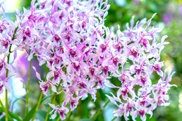 Dendrobium Aphyllum orchids flowers bloom in spring adorn the beauty of nature, a rare wild orchid decorated in tropical gardens