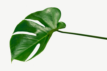 Monstera delicosa plant leaf on a white background mockup