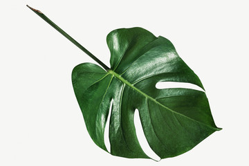 Monstera delicosa plant leaf on a white background mockup © rawpixel.com