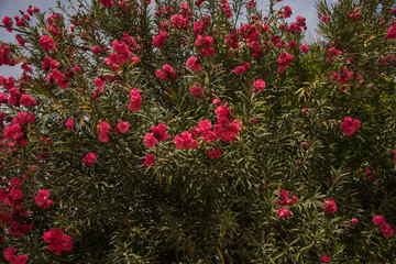 Beautiful Close up of (Nerium oleander splendens) pink flowers plant